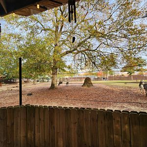 Hattiesburg Zoo - Savanna exhibit
