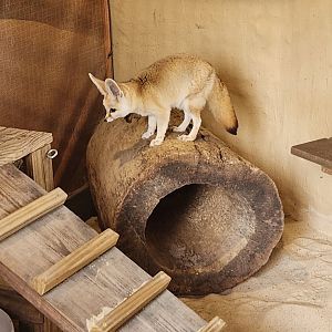 Hattiesburg Zoo - Fennec Fox
