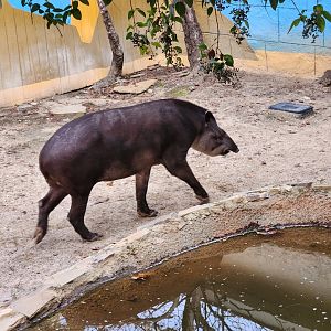 Hattiesburg Zoo - Brazilian Tapir
