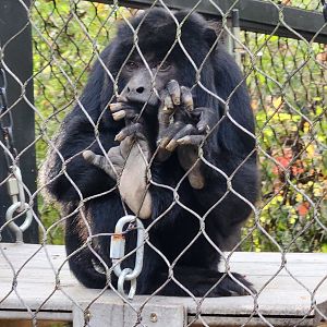 Hattiesburg Zoo - Black Howler Monkey