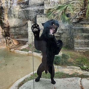 Hattiesburg Zoo - Jaguar