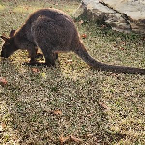Hattiesburg Zoo - Red-necked Wallaby
