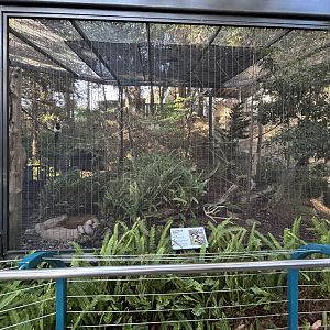Black-billed Magpie Aviary - Polar Plunge