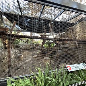 Canada Lynx Exhibit - Polar Plunge