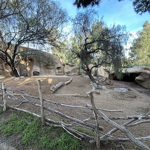Chacoan Peccary Exhibit
