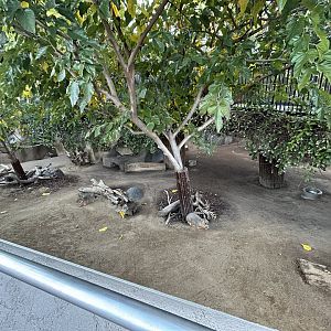 Giant Anteater & Patagonian Cavy Exhibit