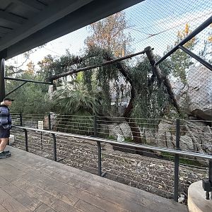 Mountain Lion Exhibit