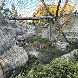 Mountain Lion Exhibit
