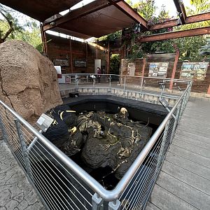 Fossil Portal - Elephant Odyssey