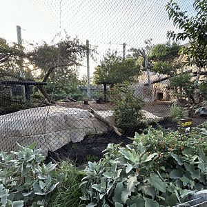 Lion Exhibit - Elephant Odyssey