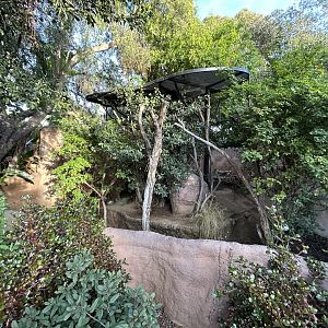 Cavendish’s Dik-dik Exhibit - Elephant Odyssey