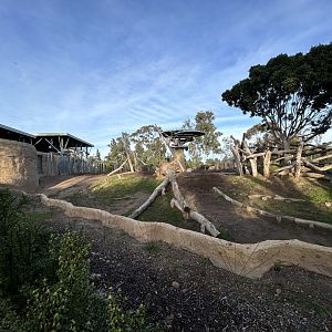 African Elephant Exhibit #1 - Elephant Odyssey