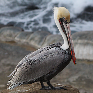 Brown Pelican at La Jolla Cove