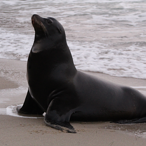 California Sea Lion at La Jolla Cove