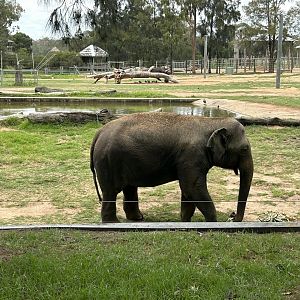 Female Asian elephant