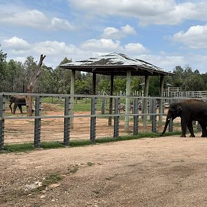 Australian-born bulls