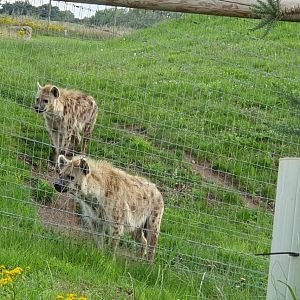 Spotted Hyena 25/7/23