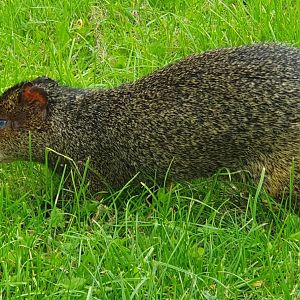 Azara's Agouti 25/7/23