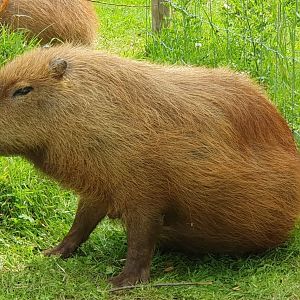 Capybara 25/7/23
