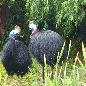 Southern Cassowary 8/7/23