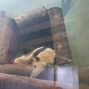Southern Tamandua 8/7/23