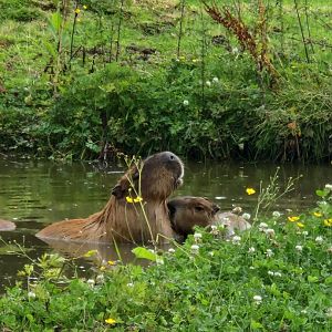 Capybaras play-fighting 8/7/23