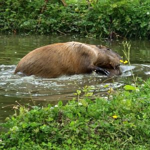 Another look at Capybaras play-fighting