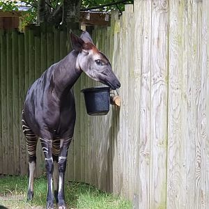 Okapi 8/7/23
