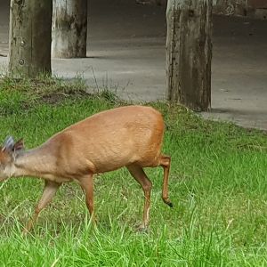 Red Duiker 8/7/23