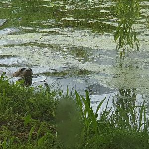 Giant Otter 8/7/23