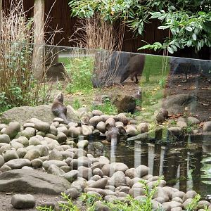 ASCO and Sulawesi Babirusa 8/7/23