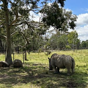 Female white rhino