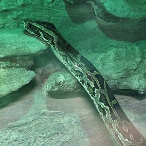 Burmese Python
