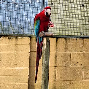 Green-winged Macaw