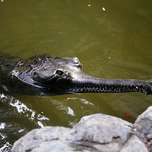 Gharial (Gavialis gangeticus)