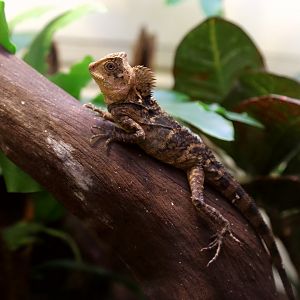 Chameleon Forest Dragon (Gonocephalus chamaeleontinus), April 2016