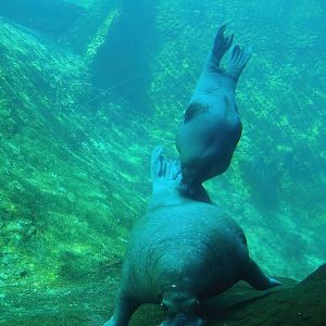 Pacific walruses (Odobenus rosmarus divergens) underwater, 2023-05-16