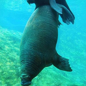 Pacific walruses (Odobenus rosmarus divergens) underwater, 2023-05-16