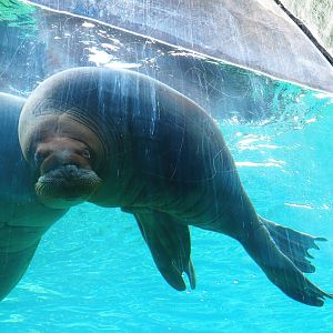 Juvenile Pacific walruses (Odobenus rosmarus divergens) underwater, 2023-05-16