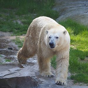Polar bear (Ursus maritimus), 2023-05-16