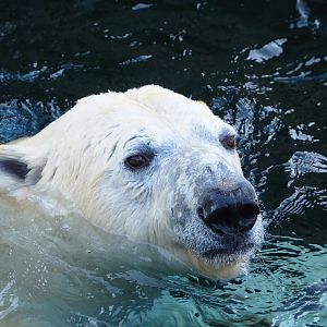 Polar bear (Ursus maritimus), 2023-05-16