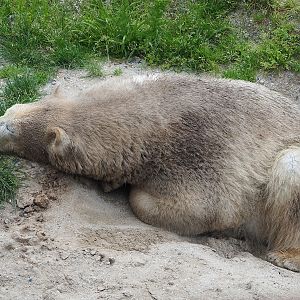 Polar bear (Ursus maritimus), 2023-05-16