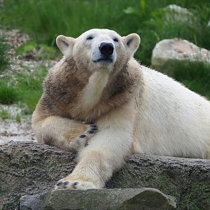 Polar bear (Ursus maritimus), 2023-05-16