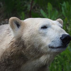 Polar bear (Ursus maritimus), 2023-05-16