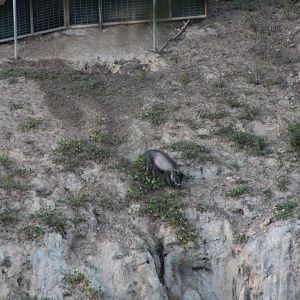 Visayan Warty Pig in Off-exhibit Yard