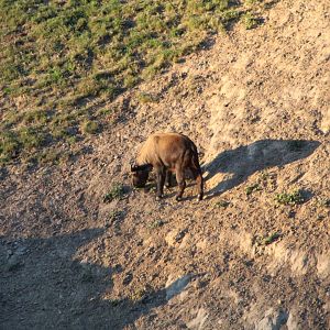 Takin in Off-exhibit Yard