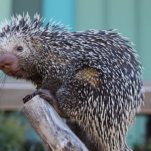 Prehensile-tailed Porcupine Ambassador
