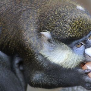 Schmidt's Red-tailed Monkey