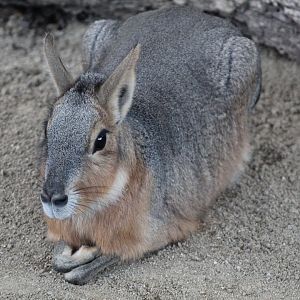 Patagonian Cavy