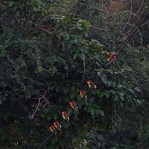 Chestnut-headed Bee-Eater (Merops leschenaulti leschenaulti)